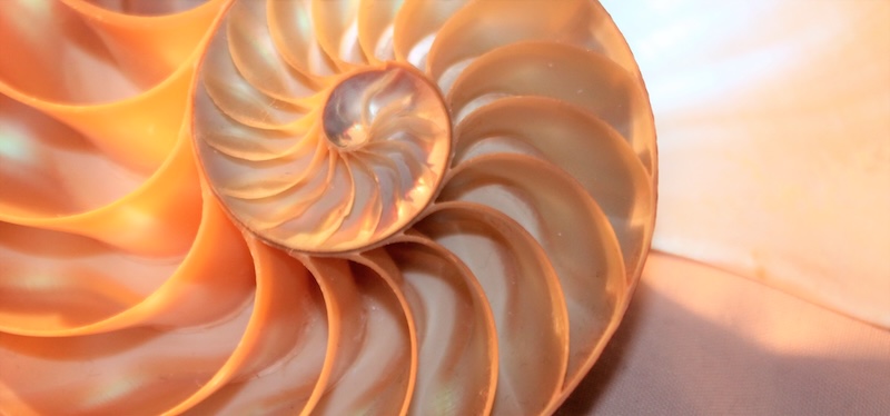 nautilus shell Fibonacci symmetry cross section spiral structure growth golden ratio (nautilus pompilius) seashell half slice